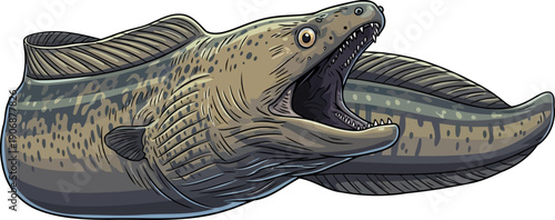 Spotted moray eel with wide open jaws showing sharp teeth