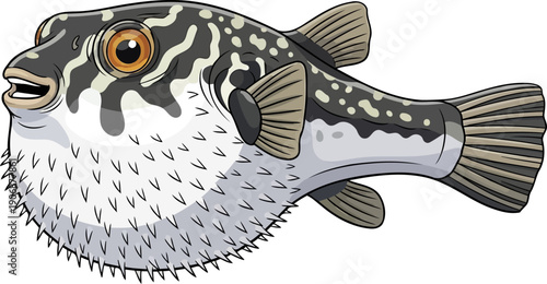 Spotted pufferfish with white belly and defensive spikes