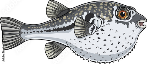 Spotted pufferfish swimming side view