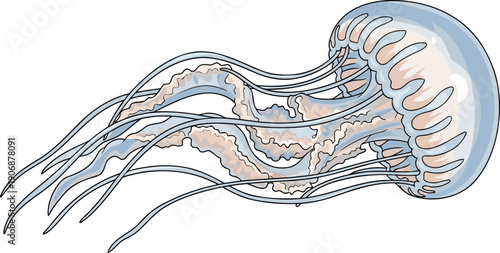 Translucent jellyfish with long trailing tentacles