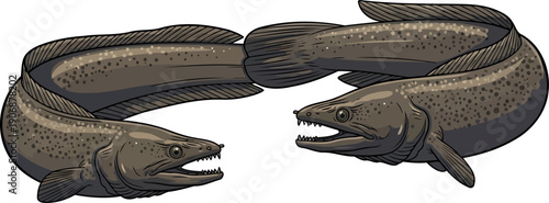 Two moray eels with open mouths facing each other