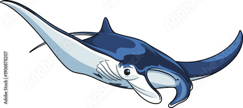 Underside view of a manta ray swimming upward