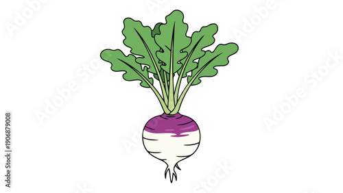 Vibrant and wholesome turnip illustration with green foliage and purple-white bulb for healthy food concepts