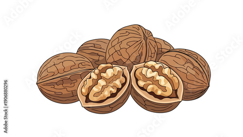 Vibrant illustration of whole and cracked walnuts showcasing their nutritious kernels