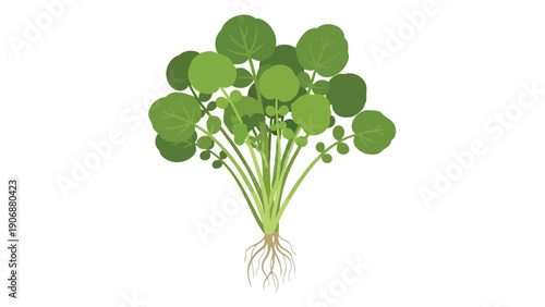 Freshly harvested watercress plant with vibrant green round leaves and exposed roots a symbol of natural health and organic