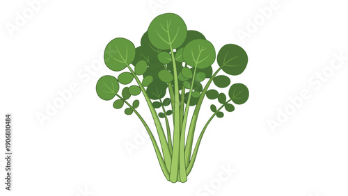 Vibrant fresh watercress illustration. Round green leaves, crisp stems. Isolated on white. Ideal for health, culinary, organic food, and natural