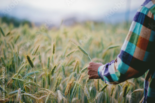 Barley fields, sustainable agriculture practices, and pre-harvest checks by a new generation of farmers who take pride in their successful work.