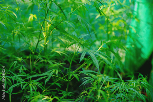Obraz na plátně Cultivating cannabis for therapeutic purposes and practicing sustainable agriculture is beneficial for medicinal use