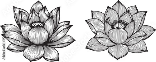 Set of vector hand drawn lotus flower black line art illustration. Hand drawn romantic beautiful line art of Lotus set,Hand drawn lotus flower isolate vector set. 