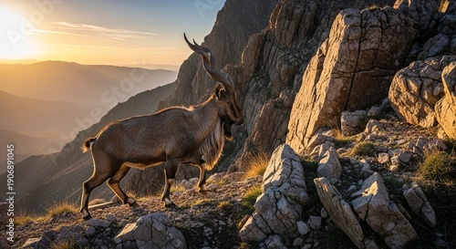 Markhor standing on rugged mountain terrain, showing dramatic spiral horns and thick fur. A rare wild goat species native to Central and South Asia, symbolizing strength and resilience.