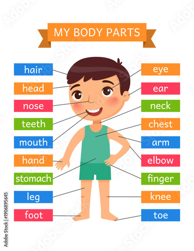 My body parts - anatomy for children. Printable Learning Card.
Flashcard for the teaching aid. For use in animation, applications, printing.
