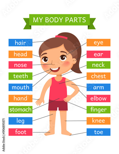 My body parts - anatomy for children. Printable Learning Card.
Flashcard for the teaching aid. For use in animation, applications, printing.
