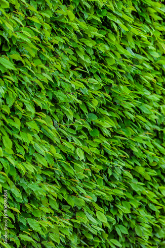 Grüne Buchenhecke mit frischen blättern im frühling
