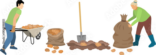 People on a farm. A man and an elderly woman harvesting potatoes.  Agriculture, farm work. Vector, isolated
