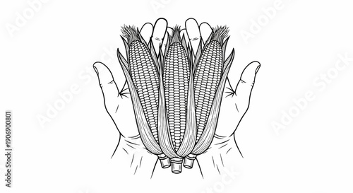 Hands holding three ears of corn with husks and silks