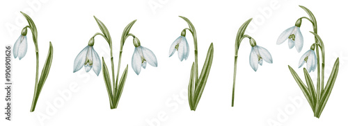 Photography Snowdrop watercolor hand drawn flower and green leaves