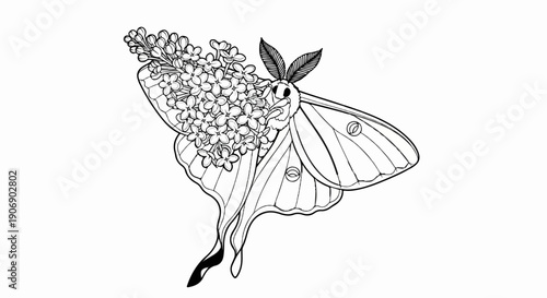 Elegant moth with delicate flower cluster