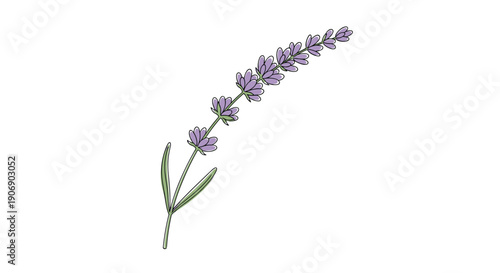 A single lavender branch featuring numerous small purple flowers and slender green leaves extending diagonally upward against a pristine white backdrop in a clear and vibrant botanical graphic.