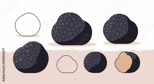 Illustrated collection of dark, textured truffles and outlines