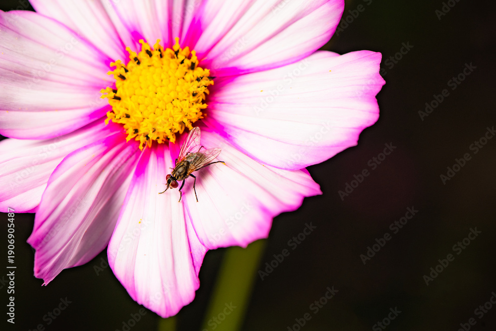 Obraz premium A fly rests briefly on a Gesang flower