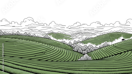 Lush tea plantations: idyllic hills with cloudy skies in line art design