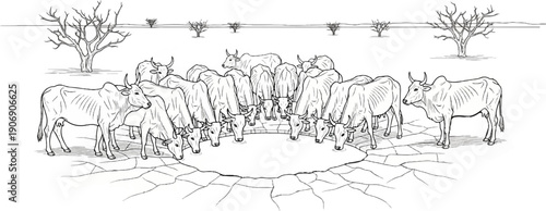 Herd of cattle drinks from a cracked water source in a barren landscape