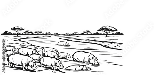 Herd of hippos gathering in a river with acacia trees in background