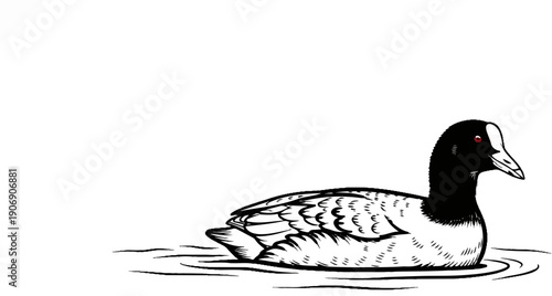 Line art illustration of a black and white coot bird with red eyes swimming
