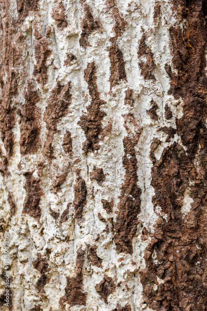 Obraz premium 樹皮に着生したノキシノブ