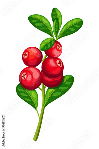 A branch of ripe cranberries in a cartoon style. Vector illustration of a branch of fresh, red cranberries, green leaves isolated on a white background. Useful vitamin sweet and sour berries.