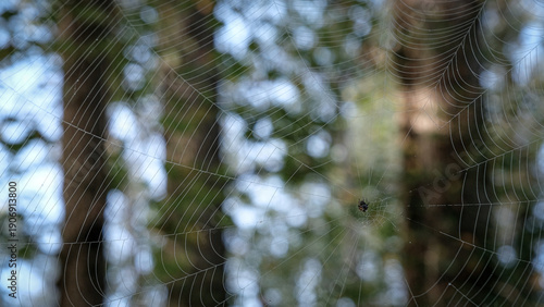 Spider waits in her web in woodlands