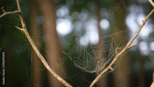 Intricate spider web spans between branches in woodland