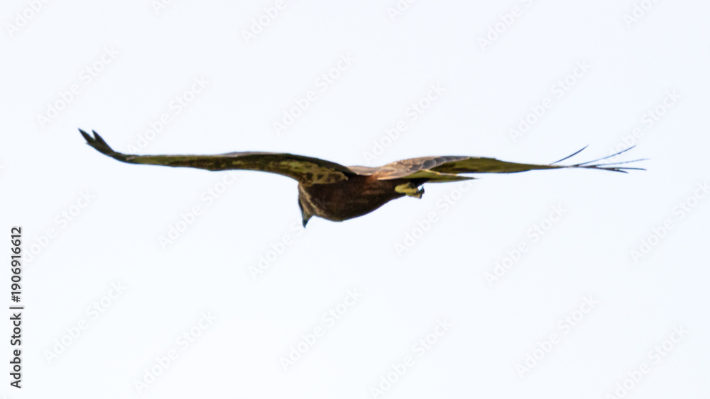 Fototapeta premium Common kestrel in flight with prey after successful hunt.