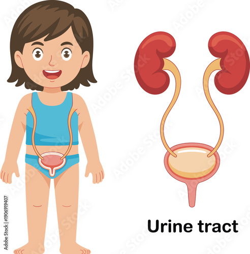Female urine tract anatomy with kidneys ureters and bladder, medical educational illustration isolated on white background for healthcare learning