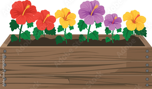 Colorful hibiscus flowers growing in wooden planter box, tropical garden vector illustration isolated on white background for landscaping decoration and botanical design