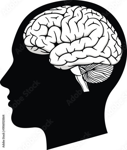 Human head silhouette brain anatomy cerebrum cerebellum brainstem medical illustration neuroscience psychology biology education healthcare science research knowledge flavector