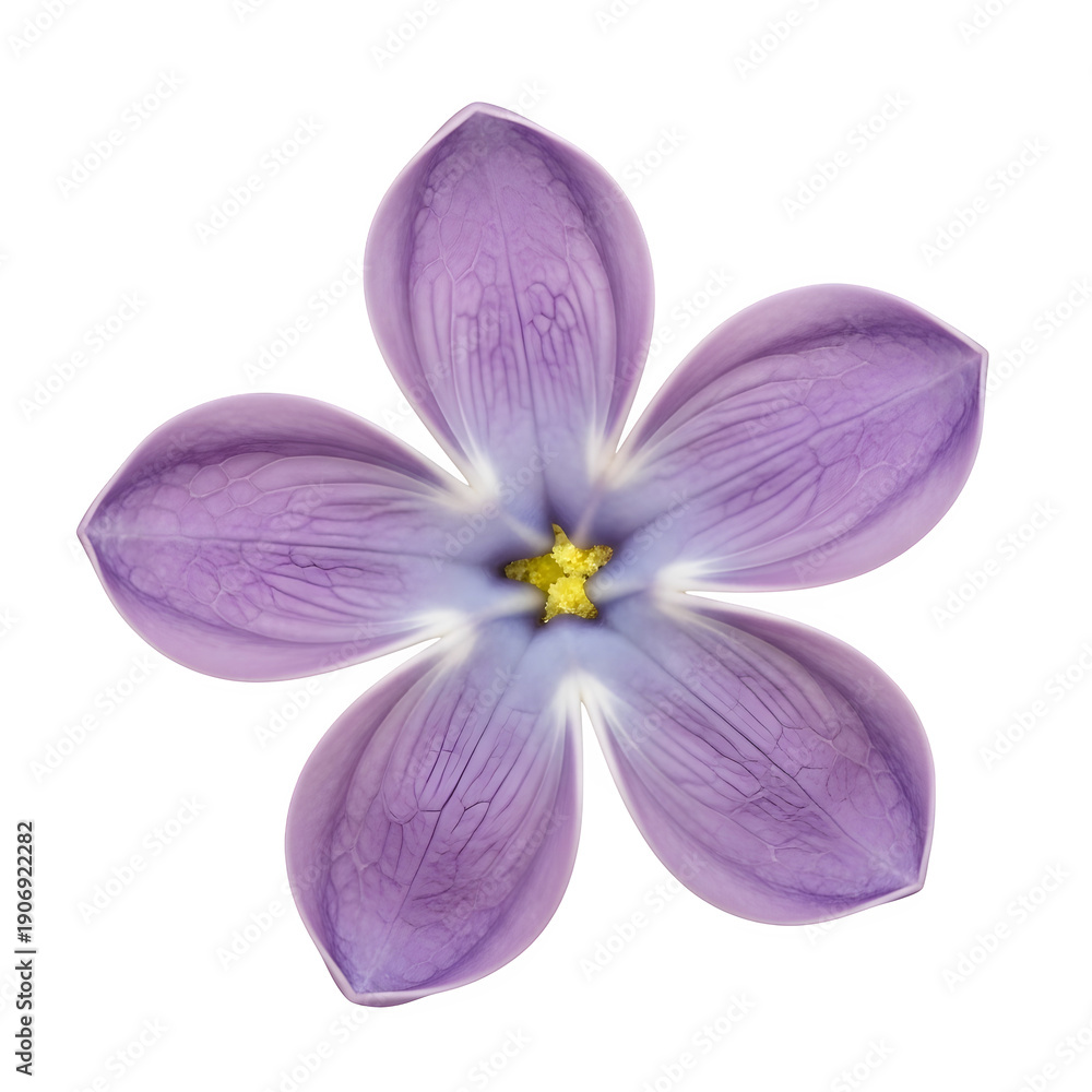 Fototapeta premium Single purple periwinkle flower with five petals and yellow center, isolated on transparent background