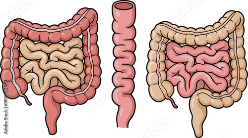 Digestive system anatomy illustration comparing small intestine and large intestine, detailed medical diagram of human bowel structure for healthcare and education use