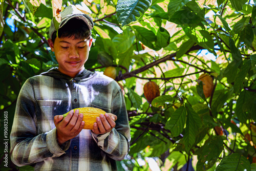 farmer inspecting ripe cacao pod Quality in plantation
