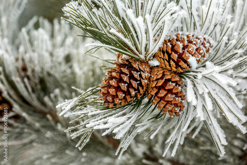 Frost-covered pine cones nestled among snow-laden evergreen needles in a winter scene. Calgary, Canada