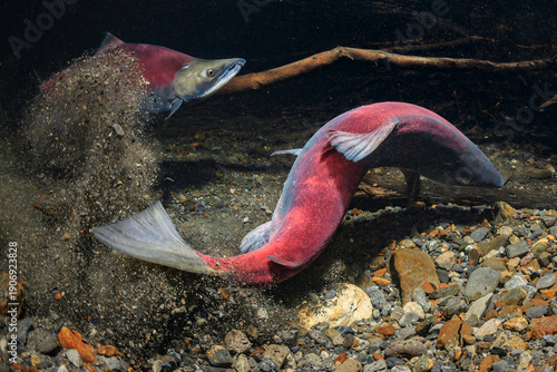 Two male Sockeye Salmon swim energetically, stirring up sediment in a rocky underwater scene. Alaska, USA
