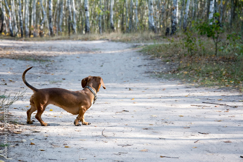 On a sunny autumn day in a birch forest, a dachshund stands on a path.