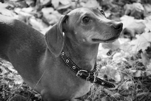 A dachshund dog in the forest. Black and white photo.