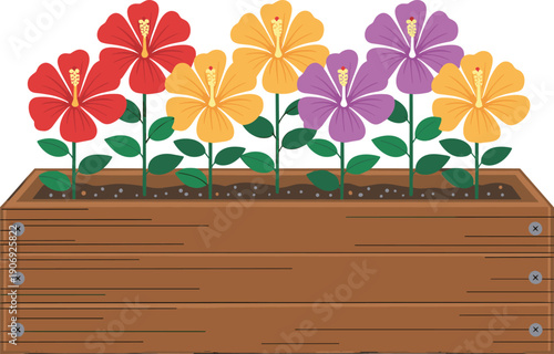 Colorful hibiscus flowers in wooden planter box vector illustration, tropical garden design isolated on white background for landscaping and botanical themes