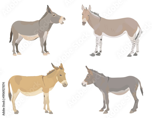 Collection cute farm animals. Cartoon donkey illustration set. Wildlife character vector animal isolated on white background.