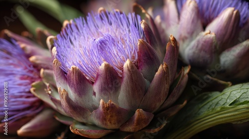 Close-up of purple artichoke flower in full bloom.