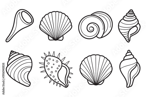 Ocean shell outline illustration for kids coloring book.