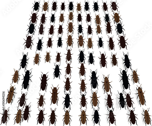 A collection of cockchafer beetles arranged in a triangular formation showcasing various species and colors from a top-down viewpoint