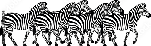 A group of zebras walking together in a line on a savannah from a side view