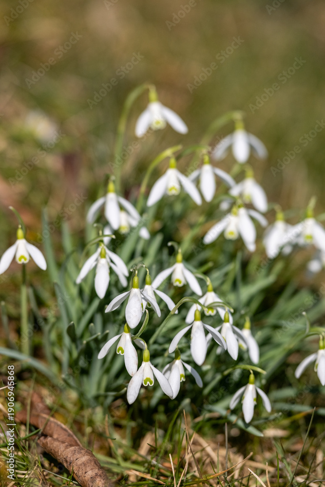 Fototapeta premium Snowdrop Group In Peaceful Forest Setting, Tranquil Woodland Scene Showcasing Fragile Snowdrops And Soft Morning Illumination